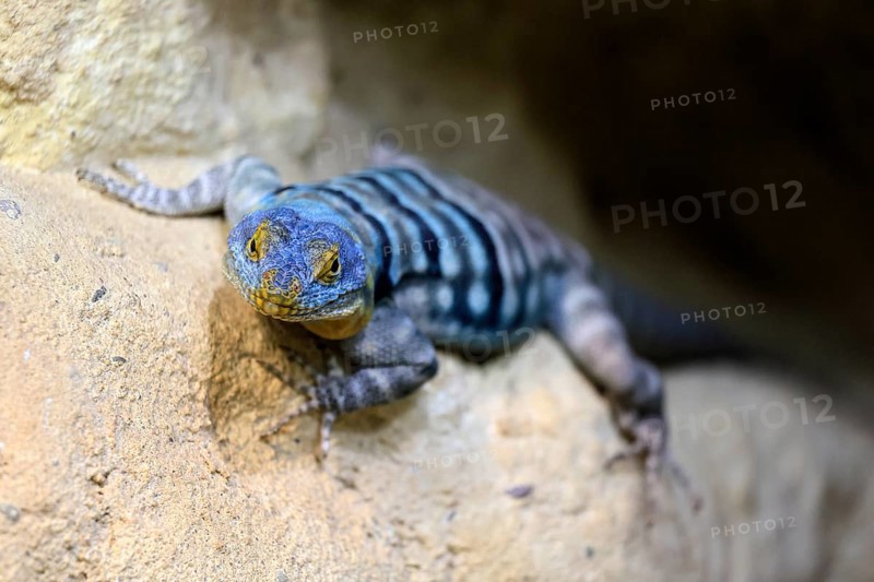 Blue rock iguana (Petrosaurus thalassinus), adult, on rocks, Latin America