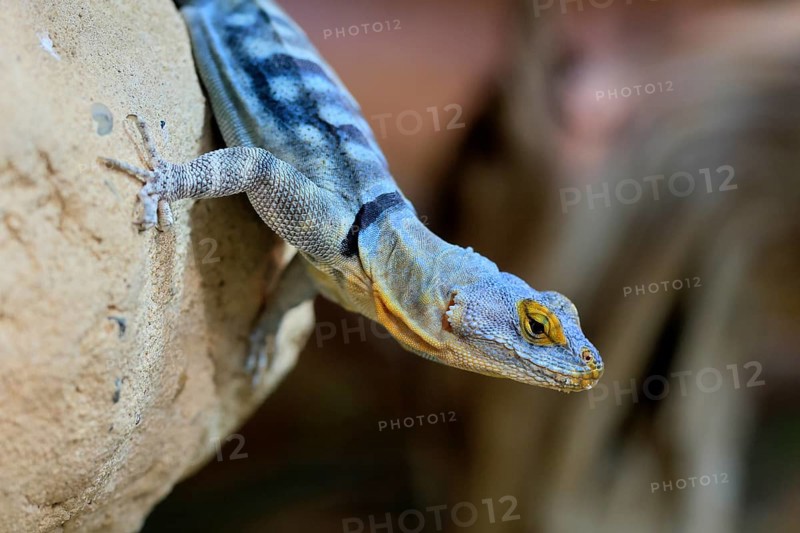 Blue rock iguana (Petrosaurus thalassinus), adult, on rocks, portrait, Latin America