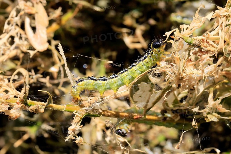 Box tree moth (Cydalima perspectalis), caterpillar, feeding on boxwood, clear feeding, Ellerstadt, Rhineland Palatinate, Germany