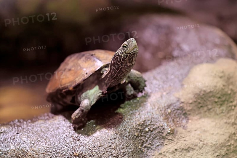 Chinese three-legged turtle (Mauremys reevesii), adult, on rocks, foraging, vigilant, stream turtle, China