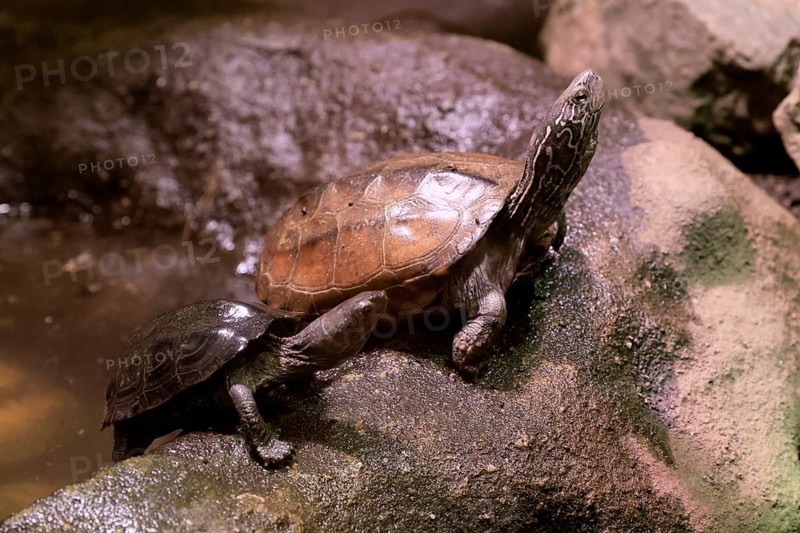 Chinese three-legged turtle (Mauremys reevesii), adult, juvenile, on rocks, foraging, vigilant, stream turtle, China