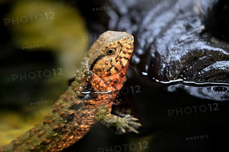 Chinese crocodile lizard (Shinisaurus crocodilurus), adult, portrait, alert, China
