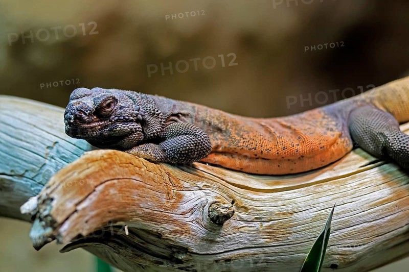 Chuckwalla (Common Chuckwalla ater), adult, on tree trunk, foraging, Southwest USA, North America, Germany