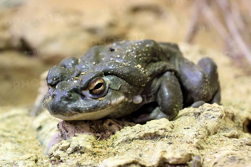 Colorado toad (Incilius alvarius), adult, alert, foraging, Southwest America, USA, Germany