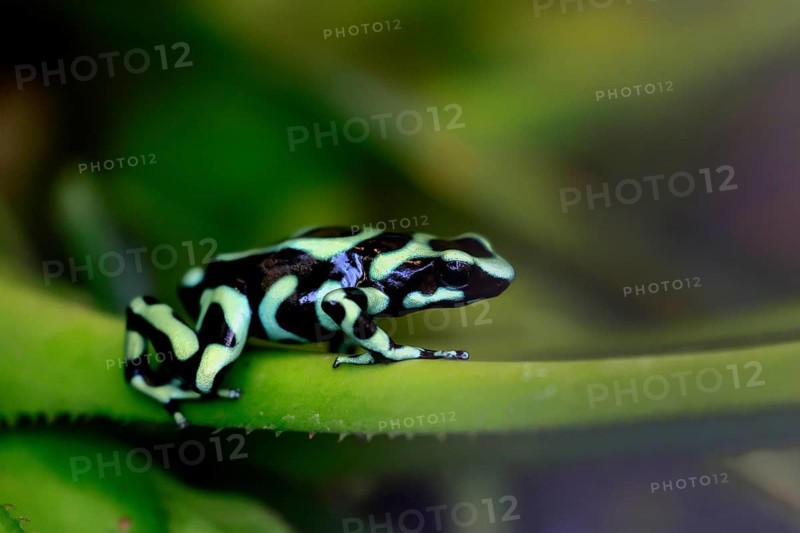 Golden Woodcreeper (Dendrobates auratus), adult, vigilant, on leaf, Latin America, captive