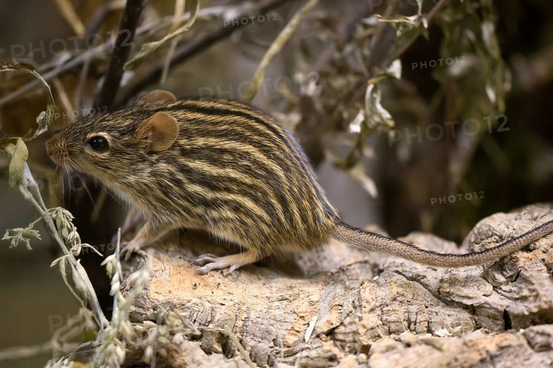 Typical striped grass mouse (Lemniscomys striatus), adult, on rocks, alert, foraging, East Africa, West Africa