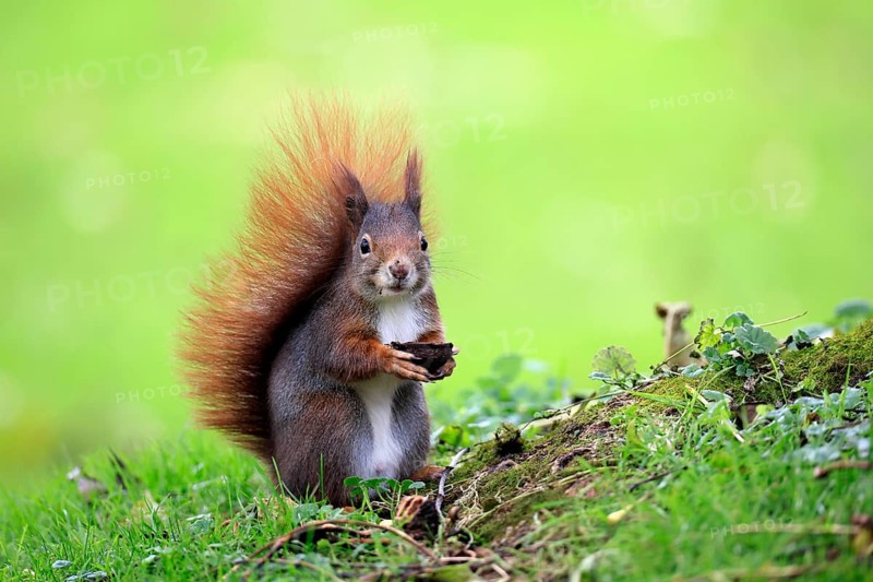 Squirrel (Sciurus vulgaris), adult, in a meadow, eating, with food, walnut, Mannheim, Germany