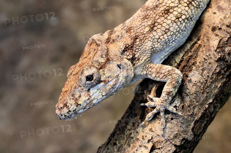 False chameleon (Anolis barbatus), adult, on tree, foraging, Cuba, Latin America