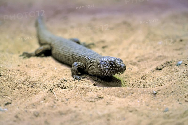 Rock skink (Egernia cunninghami), Cunningham's spined skink, adult, sandy soil, foraging, South-East Australia, Australia