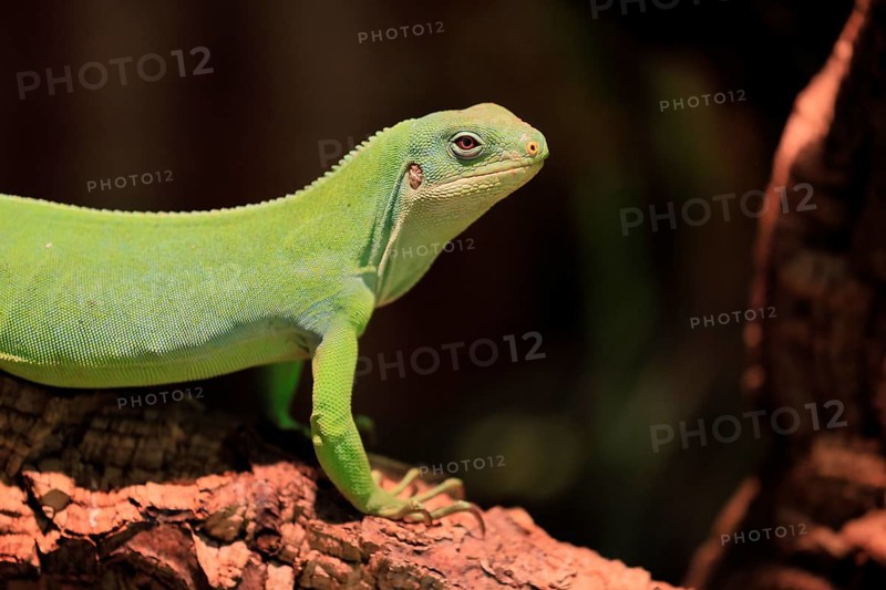 Banded Fiji Iguana (Brachylophus fasciatus), adult, on tree, alert, portrait, Tonga, Fiji, Oceania, captive