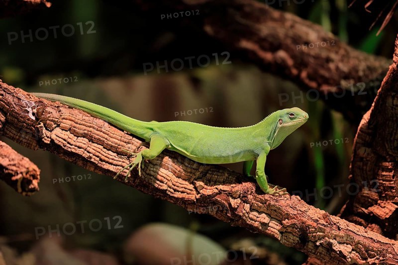 Banded Fiji Iguana (Brachylophus fasciatus), adult, on tree, alert, Tonga, Fiji, Oceania, captive