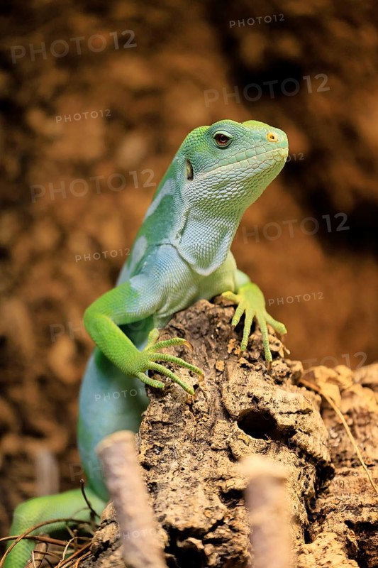 Banded Fiji Iguana (Brachylophus fasciatus), adult, on tree, alert, Tonga, Fiji, Oceania, captive
