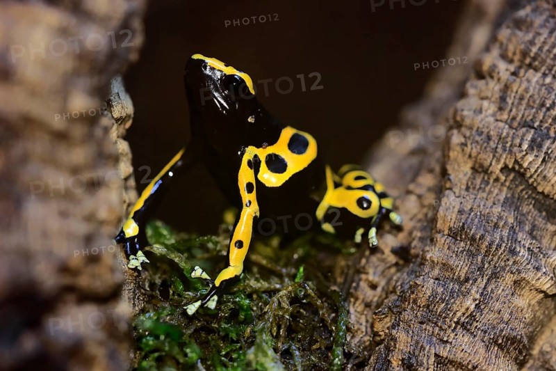 Yellow-banded poison dart frog (Dendrobates leucomelas), adult, alert, South America, captive