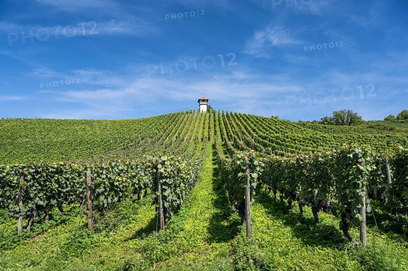 Weinberg, Rebhang mit dem historischen Rebhäuschen, auch Rebwächterhäusle vom historischen Weingut Haltnau bei Meersburg, Bodenseekreis, Baden-Württemberg, Deutschland