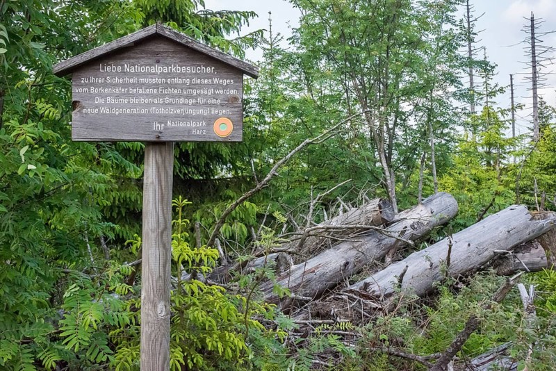 Signpost for bark beetle infestation, felling of trees and deadwood regeneration, wooden sign with deadwood of European spruce (Picea abies), also common spruce, red spruce, Norway spruce, fallen trees, forest regeneration, young rowan and spruce, regrowing trees, dead, vegetation, forest, drought, low mountain range, nature, nature reserve, drought, forest reorganisation, spruce dieback, spring, hike to the Brocken, hiking trail Goetheweg, Harz National Park, Lower Saxony, Germany