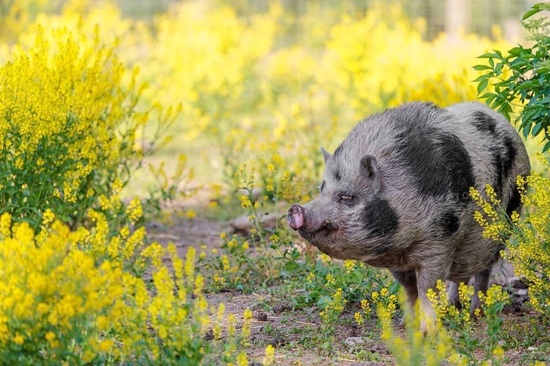 A Kunekune pig (sus scrofa domesticus), a domestic breed from New Zealand walks walks through a yellow flowering meadow. Captive, Austria