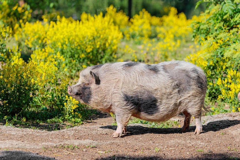 A Kunekune pig (sus scrofa domesticus), a domestic breed from New Zealand stands a yellow flowering meadow. Captive, Austria