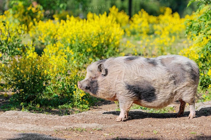 A Kunekune pig (sus scrofa domesticus), a domestic breed from New Zealand stands a yellow flowering meadow. Captive, Austria