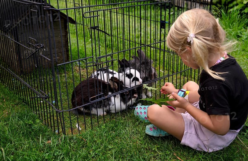 Girl, 4 years, blonde, feeds three rabbits with dandelion, rabbit hutch, animal love, Seeg, Ostallgäu, Allgäu, Swabia, Bavaria, Germany