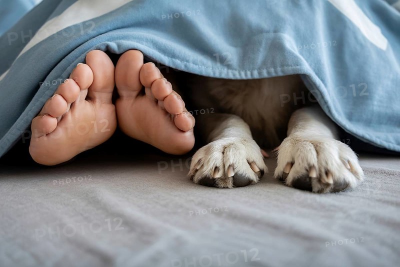 Human feet and dog paws side by side under blanket. Peaceful companionship in cozy home setting. Generative ai, AI generated