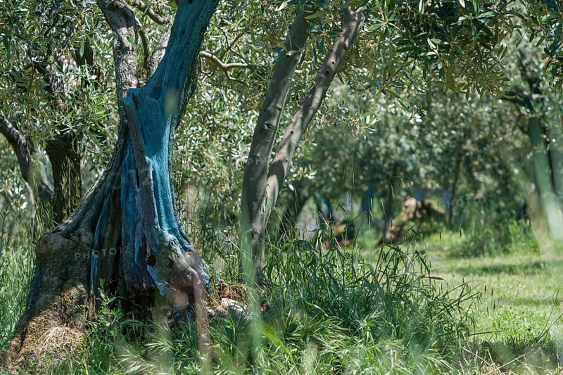 Olive tree plantation, Vaison-la-Romaine, Provence, France