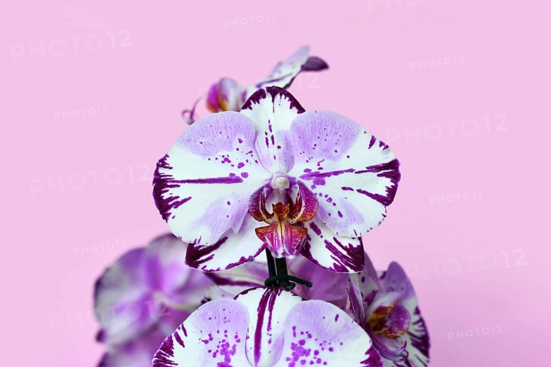 Close up of two colored purple and white flower of 'Phalaenopsis Magic Art' orchid on pink background