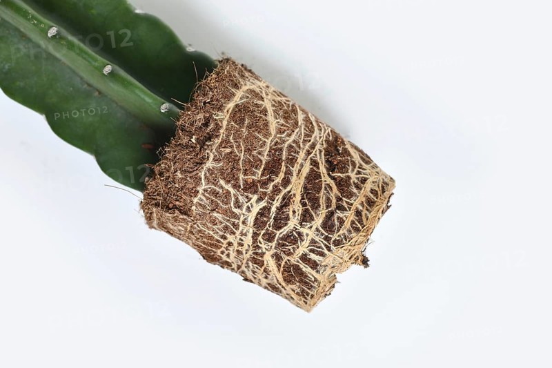 Roots and rootball of Cuddly cactus houseplant with soil on white background