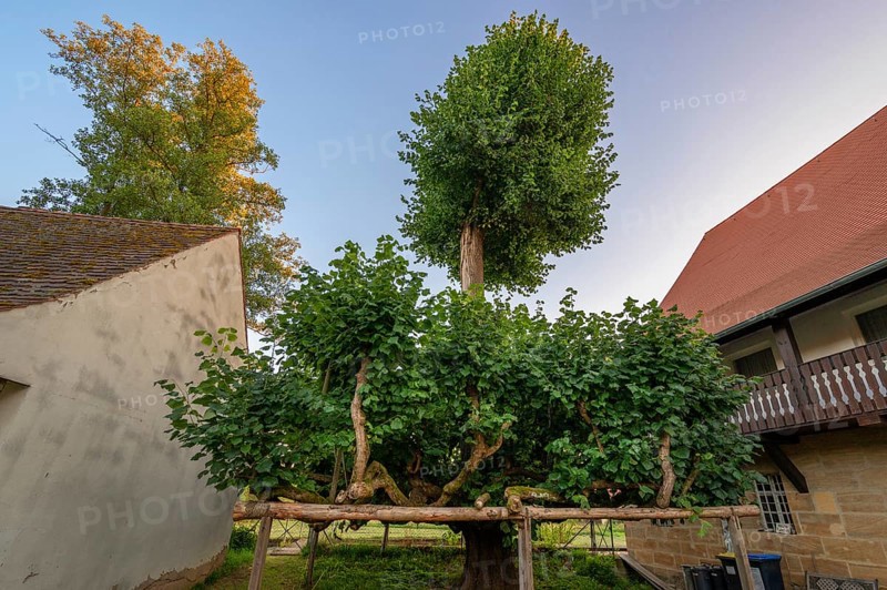 Old dancing lime tree (Tilia), Steinbach, Upper Franconia, Bavaria, Germany