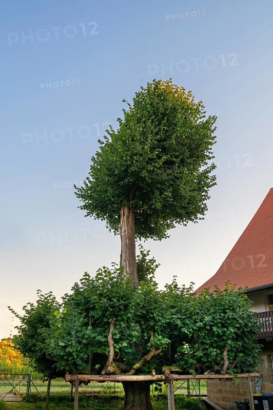 Old dancing lime tree (Tilia), Steinbach, Upper Franconia, Bavaria, Germany
