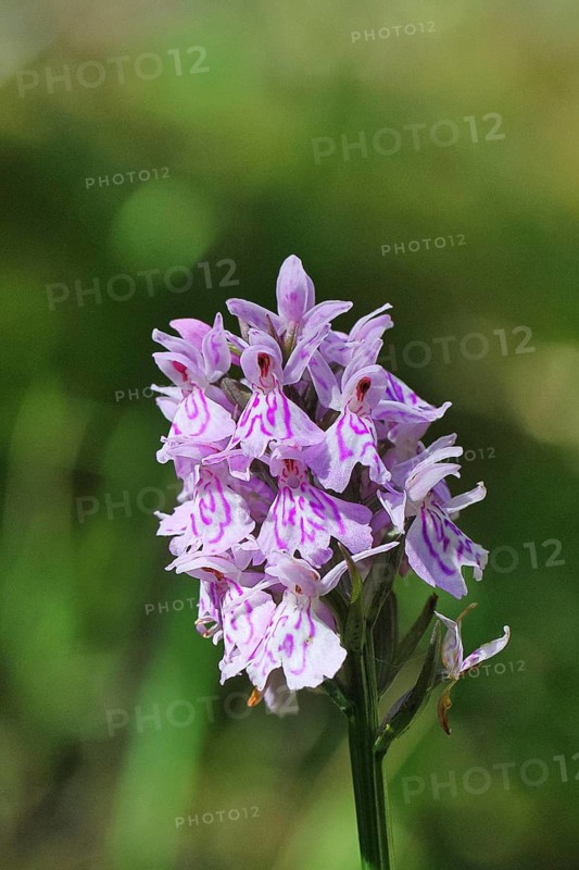 Moorland spotted orchid (Dactylorhiza maculata), inflorescence, close-up, Wilnsdorf, North Rhine-Westphalia, Germany