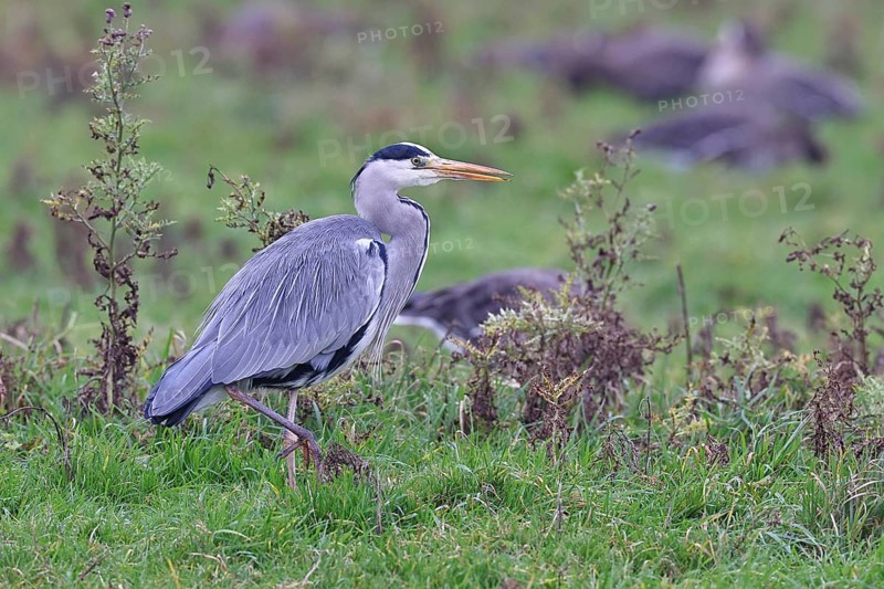 Grey heron (Ardea cinerea), standing in a meadow, Bieslicher Insel, Lower Rhine, North Rhine-Westphalia, Germany