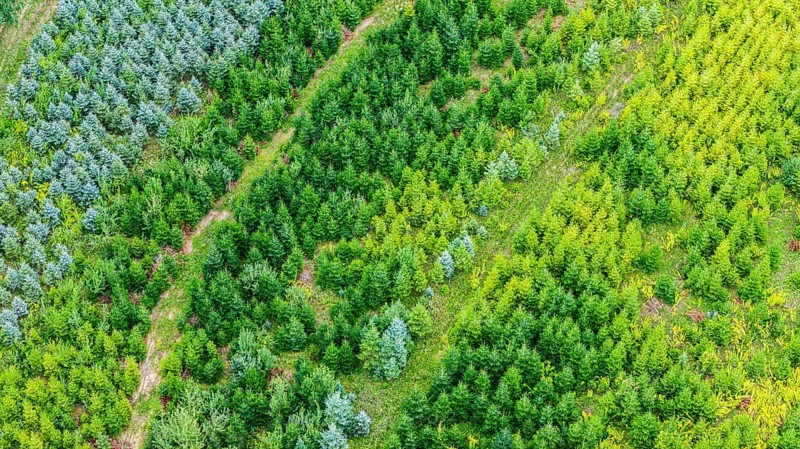 Christmas tree plantation in summer. Christmas trees grow in a coniferous forest for the coming season. Drone photo. Östringen, Baden-Württemberg, Germany