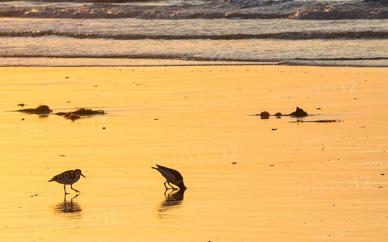 Two oystercatchers (Haematopus ostralegus), adult buries head deep in sand to catch lugworm, hunting, juvenile observed, juvenile, feeding, sunset, atmospheric, glow, atmosphere, reflect, light, beach, reflection, silhouette, warm light, orange, gold, evening, sandy beach, sand, shore, waves, surf, maritime, symbolic image: Bury your head in the sand, don't want to see, close your eyes, ignore, island dune, Heligoland, Schleswig-Holstein, North Sea, Germany