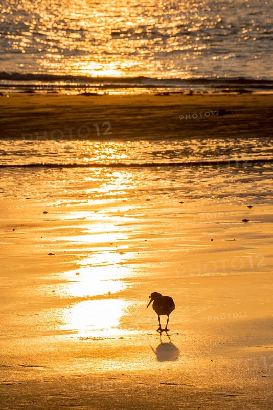 Oystercatcher (Haematopus ostralegus) at sunset looking down, atmospheric glow, calm, relaxed, warm atmosphere, reflecting light on the water and the wet beach, reflection, silhouette, light, warm tones, orange, yellow, gold, evening, shadow, sandy beach, sand, shore, nobody, maritime, deserted, sea, waves, surf, seabird, wading bird, waders, limicoles, island dune, Heligoland, district of Pinneberg, Schleswig-Holstein, North Sea, Germany