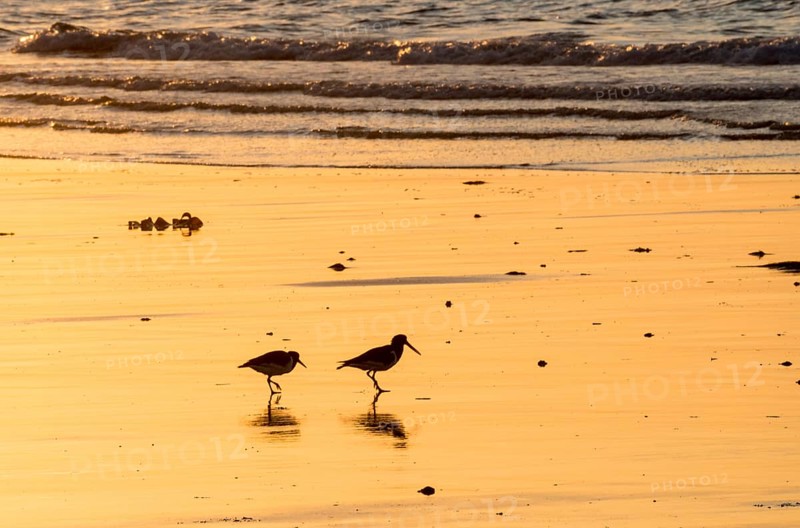 Two oystercatchers (Haematopus ostralegus), juvenile and adult, walking one behind the other on a wet beach at sunset, atmospheric glow, calm, relaxed, warm atmosphere, reflecting light on the water and the beach, reflection, silhouette, warm tones, orange, yellow, gold, evening, shadow, sandy beach, sand, shore, nobody, maritime, deserted, sea, waves, surf, waders, wading birds, limicoles, island dune, Heligoland, district of Pinneberg, Schleswig-Holstein, North Sea, Germany