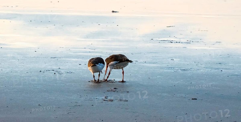 Two oystercatchers (Haematopus ostralegus) at sunset, adult bird pulling lugworm (Arenicola marina), also known as sand pierworm, from the ground, juvenile bird watching, hunting, learning, soft light of dusk, calm, relaxed atmosphere, reflecting light on the wet beach, reflection, evening, sandy beach, sand, shore, maritime, deserted, sea, seabird, wading bird, waders, limesticks, island dune, Helgoland, Pinneberg district, Schleswig-Holstein, North Sea, Germany