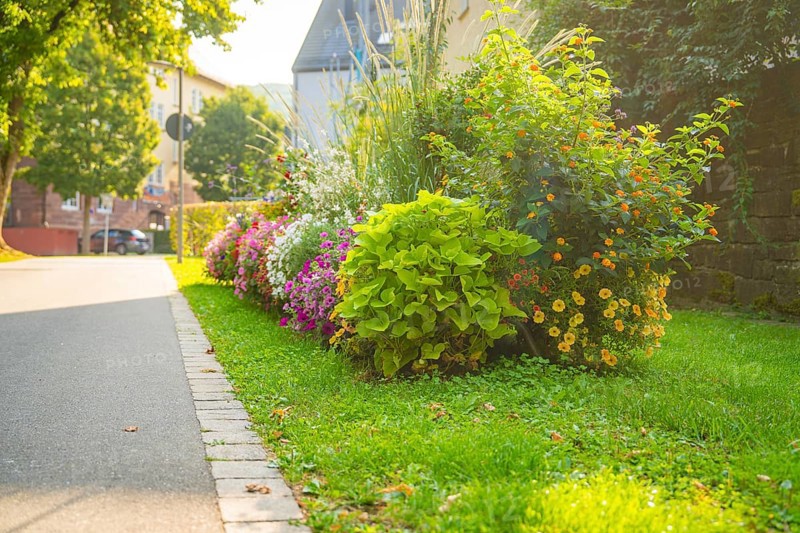 A colourful garden strip on a street with lush greenery and colourful flowers, Nagold, Calw district, Black Forest, Germany