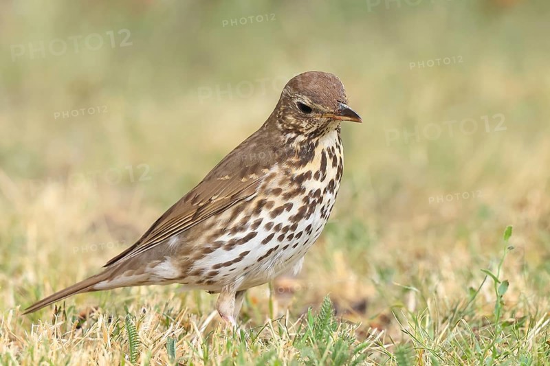 Song thrush (Turdus philomelos) standing in a meadow, wildlife, thrushes, migratory bird, songbird, HANSAG, Lake Neusiedl, Burgenland, Austria