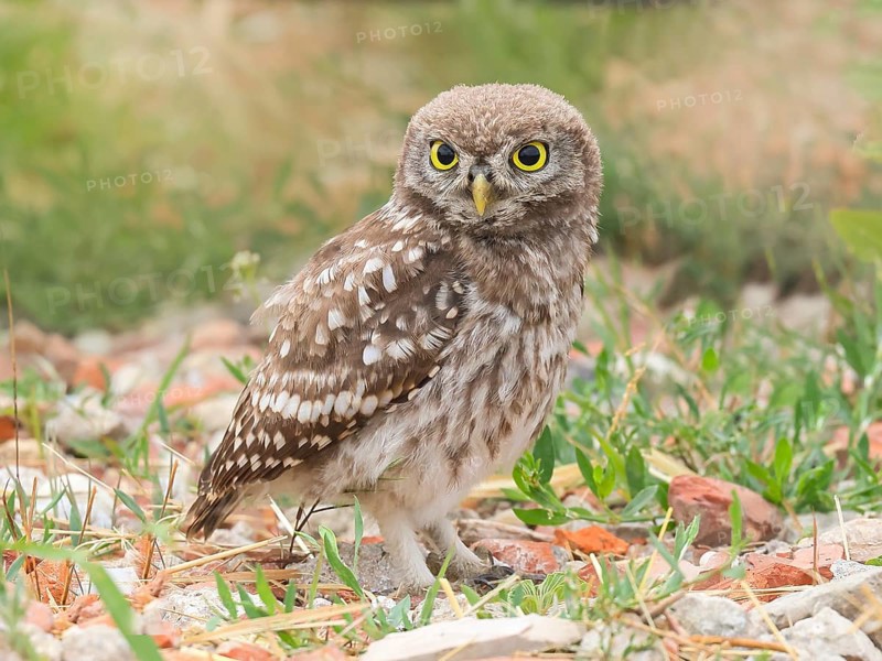 Little owl (Athene noctua) young bird standing on the ground, endangered bird species in Central Europe, view into the camera, wildlife, owl, owl, HANSAG, Lake Neusiedl, Burgenland, Austria, Eastern Europe
