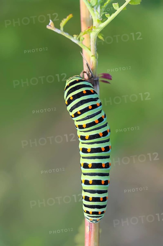 Swallowtail caterpillar (Papilio machaon), caterpillar sitting on Wild carrot (Daucus carota), top view, Trupbacher Heide nature reserve with heaths and rough grassland, Siegerland, North Rhine-Westphalia, Germany