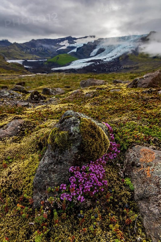 Arctic thyme (Thymus praecox ssp. arcticus), pink flowers, mosses, glacier tongue behind, glacier, cloudy, summer, Falljökull, Skaftafell National Park, Iceland