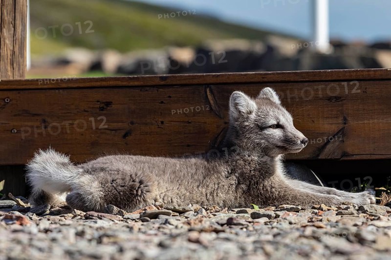 Young Arctic fox (Vulpes lagopus) lying in front of a house, relaxed, wild, sunny, curious, East Fjords, Iceland