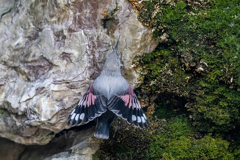 Wallcreeper (Tichodroma muraria), sitting in a rock face, Alpine Zoo, Innsbruck, Tyrol, Austria