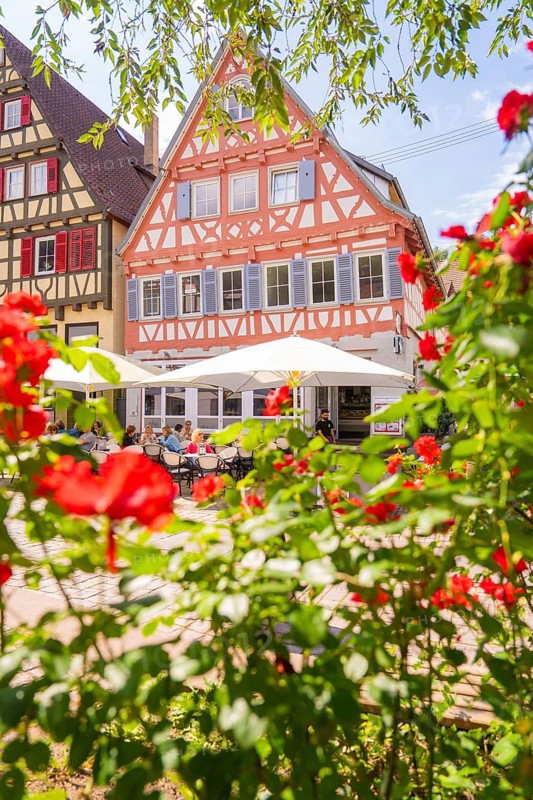 Red roses in full bloom in front of colourful half-timbered houses on a sunny summer day, small town of Perle Calw, Black Forest, Germany