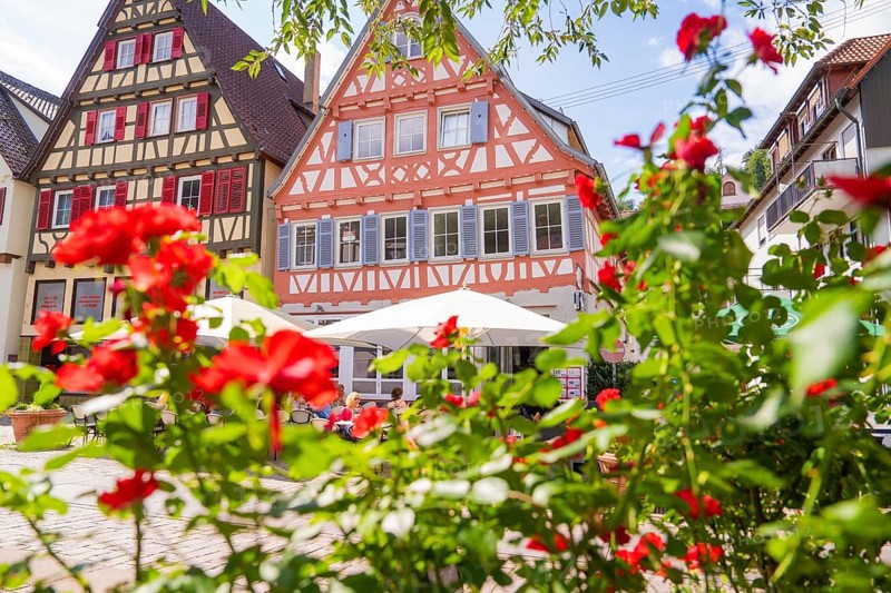 Red roses bloom in front of charming half-timbered houses in a sunny old town setting, small town pearl Calw, Black Forest, Germany