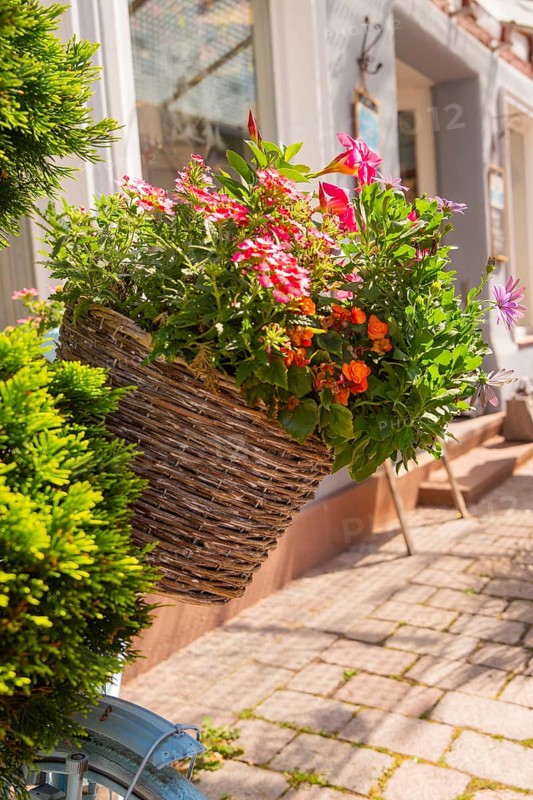 A richly filled basket of flowers on a bicycle handlebar in the sunshine, small town of Perle Calw, district of Calw, Germany