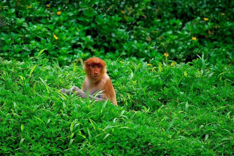 Endemic Proboscis monkey or Long-nosed monkey (Nasalis larvatus) in high grass, Borneo, Malaisia