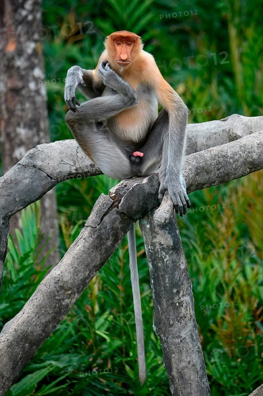 Endemic Proboscis monkey or Long-nosed monkey (Nasalis larvatus), sitting on a branch in the forest, Borneo, Malaisia