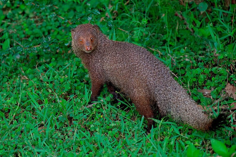 Ruddy mongoose (Urva smithii), Sri Lanka