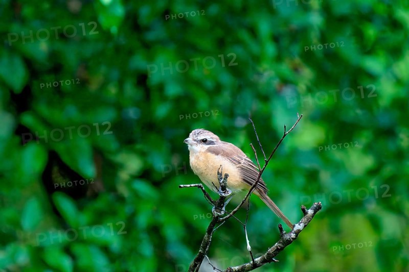 Brown Shrike (Lanius cristatus) on a branch, Sri Lanka